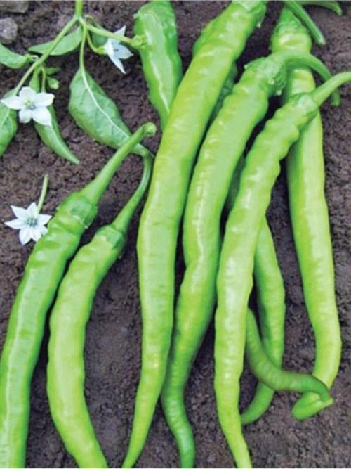 Ata Tohumu Yerli Doğal Tatlı Sivri Çetinel Biber Tohumu 100 Ad. Sebze Tohumu