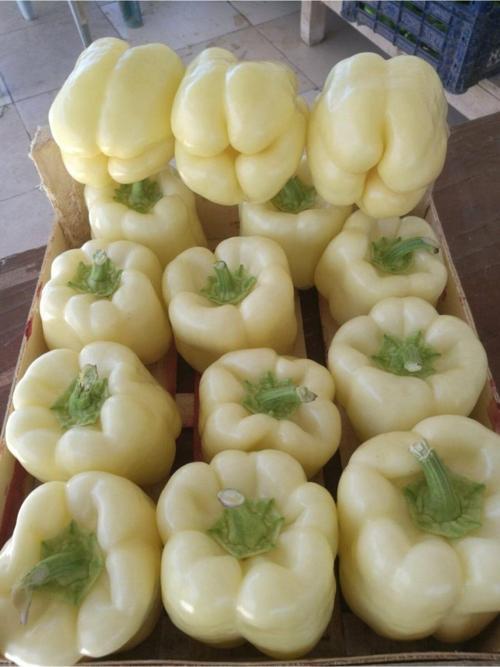 Doğal Beyaz Dolma Biberi Sebze Tohumu 100 Ad. Yerli Tohum