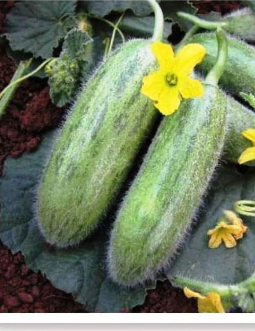 Ata Tohumu Doğal Yerli Turşuluk Kara Acur Karadibek 100 Adet Tohum