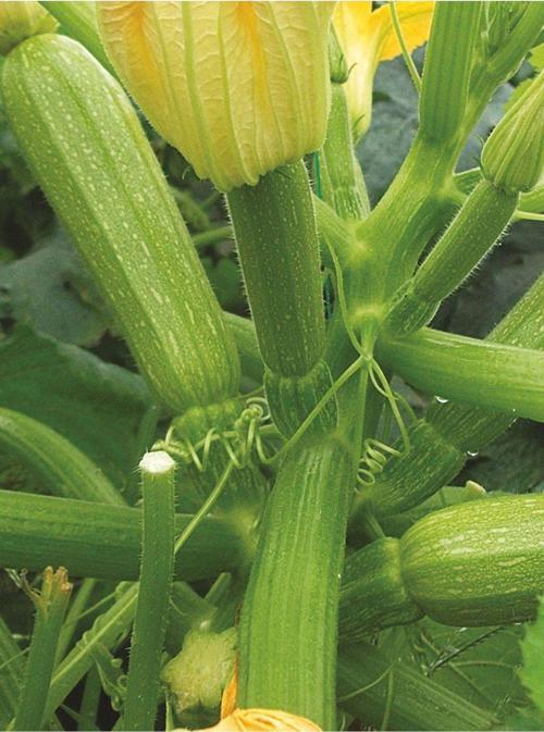 Agrodal Tarım Hybrit Dolma Kabak Tohumu 10 Adet Tohum