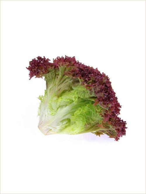 Yerli Doğal Marul Kırmızı Salata Akdeniz Kıvırcık 1000 Ad. Tohum
