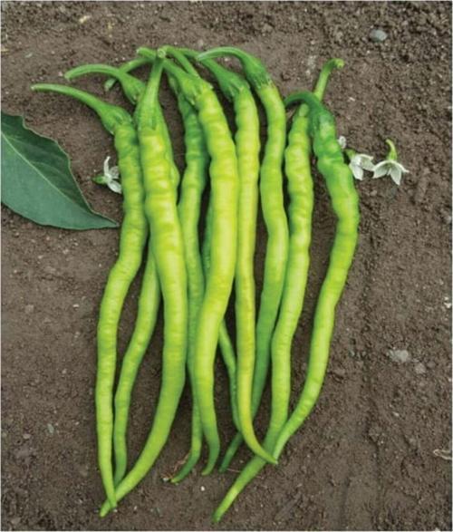 Ata Tohumu Yerli Doğal Sivri Biber Acı Kıl 100 Adet Tohum