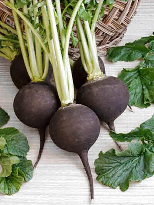 Ata Tohumu Yerli Doğal Siyah Turp Akın 100 Ad. Sebze Tohumu