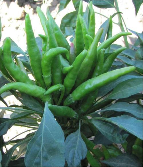 Ata Tohumu Yerli Doğal Turşuluk Acı Süs Biberi 100 Adet Tohum