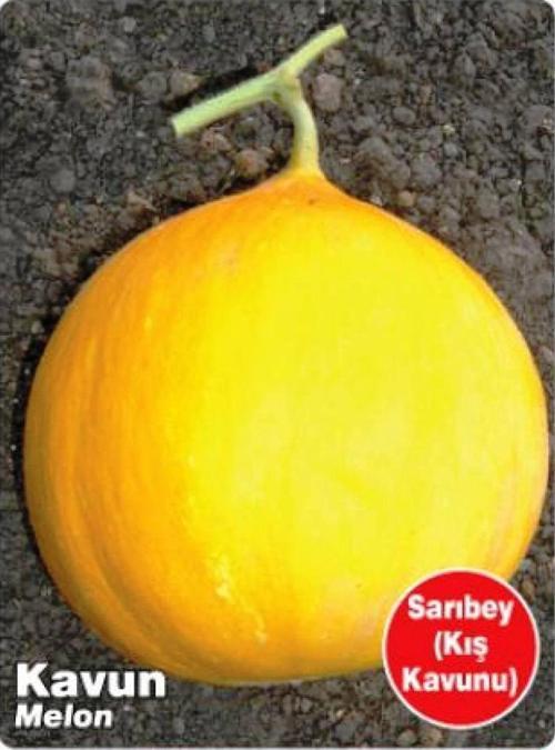 Ata Tohumu Yerli Doğal Kışlık Kavun Sarıbey 100 Adet Tohum