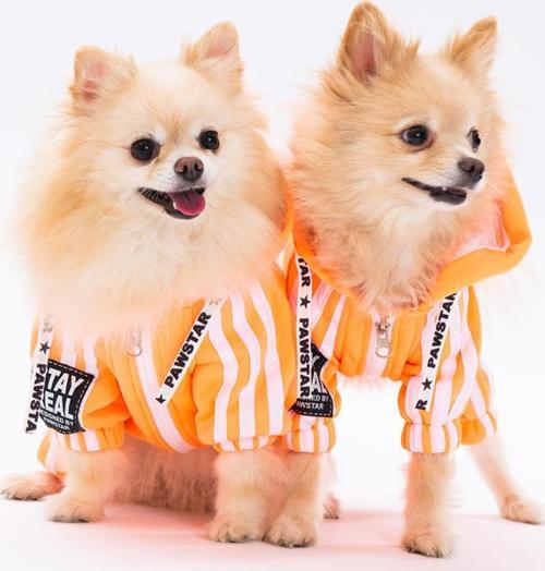 Turuncu Tuta Küçük Irk Köpek Tulumu Köpek Kıyafeti Köpek Eşofmanı Kedi Kıyafeti M