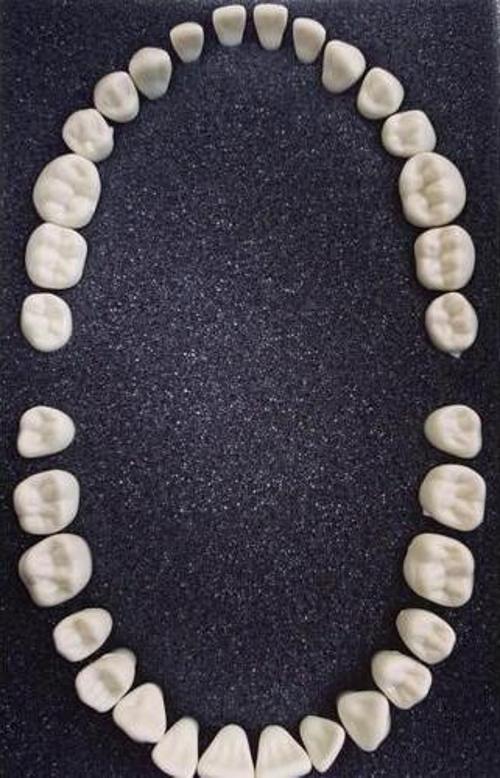 32 Adet Diş Hekimliği Öğrencileri İçin Fantom Sarı Renk Diş