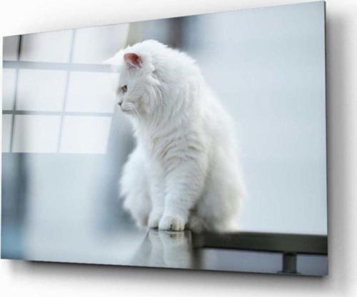 Beyaz Kedi Cam Tablo