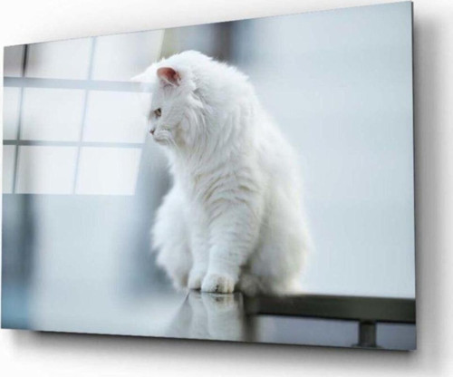 Beyaz Kedi Cam Tablo