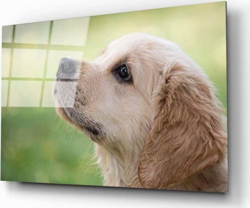 Köpek 1 Cam Tablo