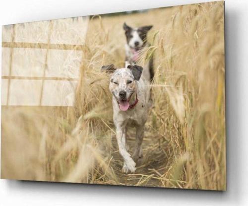 Köpek 2 Cam Tablo