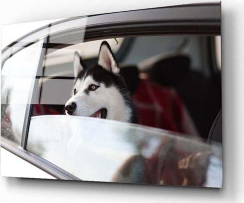 Köpek 4 Cam Tablo