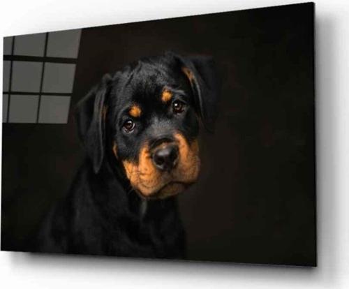 Köpek 6 Cam Tablo