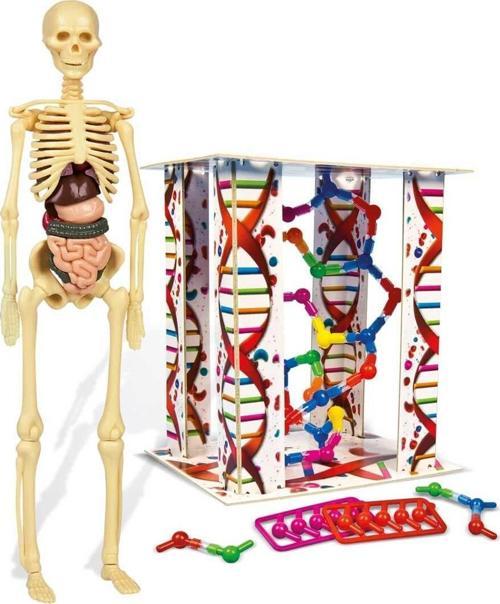 Oyuncak İlk Keşiflerim (İnsan Anatomisi) 64297