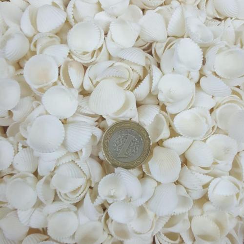 Clam Rose Cochles- Küçük Deniz Kabuğu (250 GR)