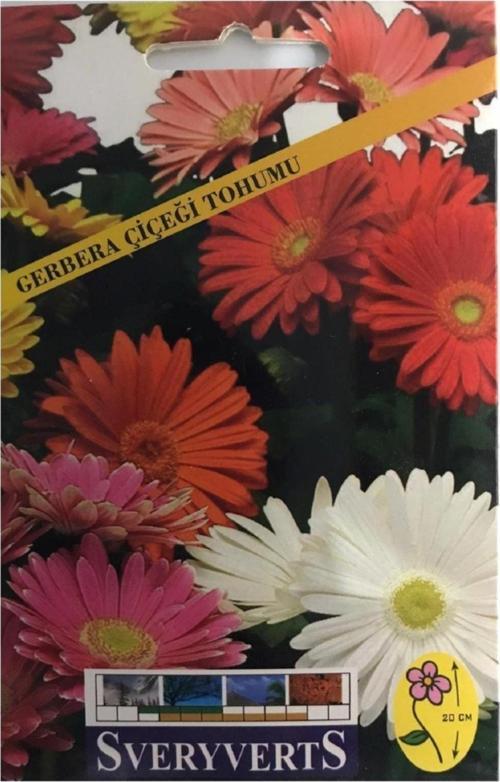Gerbera Çiçeği Tohumu