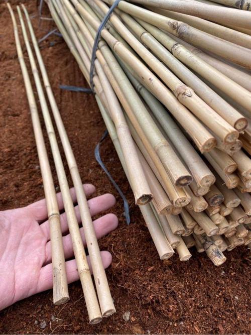 10 Adet Ithal Gerçek Bambu Bitki Destek Çubuğu 120 Cm. - Gerçek Bambu Çubuk