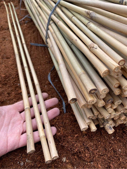 20 Adet Ithal Gerçek Bambu Bitki Destek Çubuğu 120 Cm. - Gerçek Bambu Çubuk