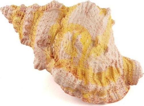 Deniz Salyangozu 17x12x10cm
