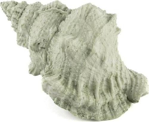 Deniz Salyangozu 17x12x10cm