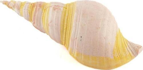 Pembe Deniz Kabuğu 21x7cm