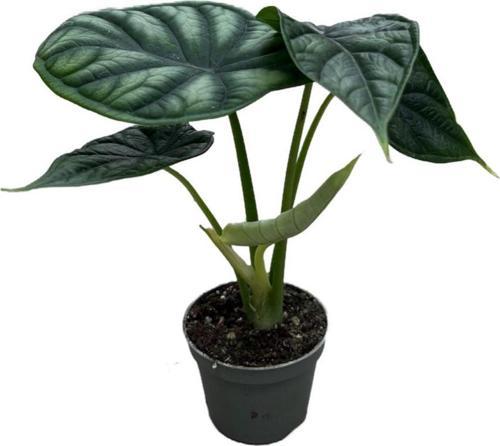 Alocasia Baginda 'Dragon Scale' (Fil Kulağı)