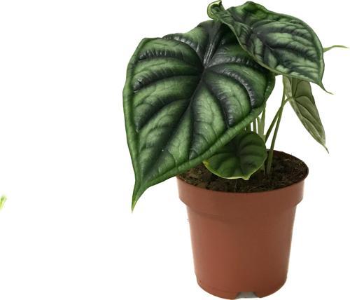 Alocasia Baginda 'Dragon Scale' (Fil Kulağı)