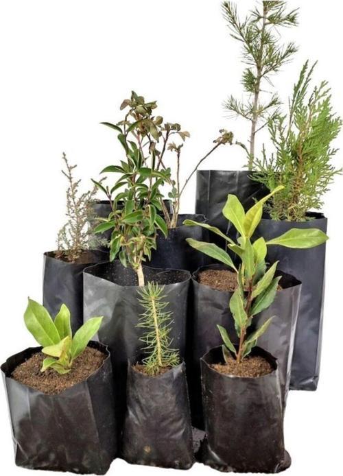 Fidan Poşeti 25x35 Fide Torbası 1 Kg