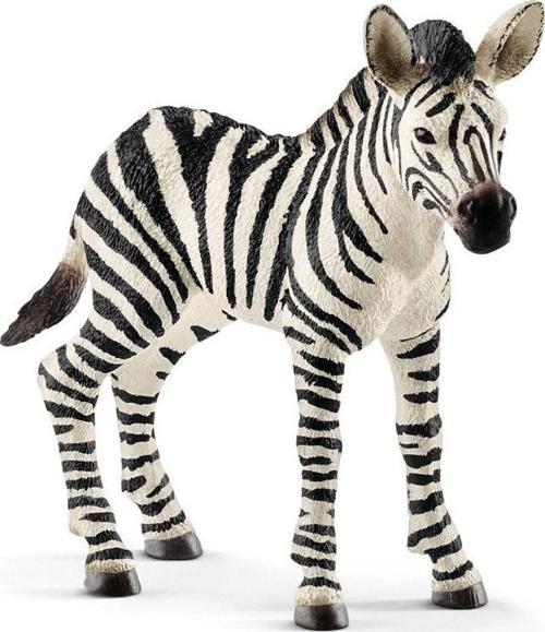 Yavru Zebra 14811