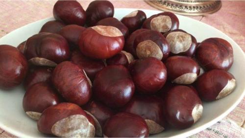 At Kestanesi 50 Gr (Yenilmez)