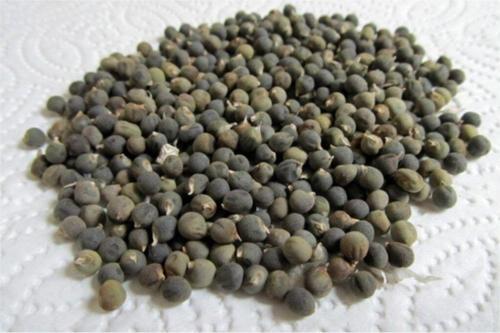 Bamya Tohumu 100 Gr