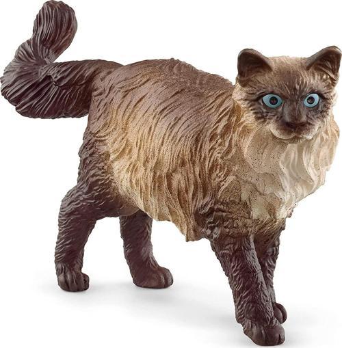 Ragdoll Kedi 13940