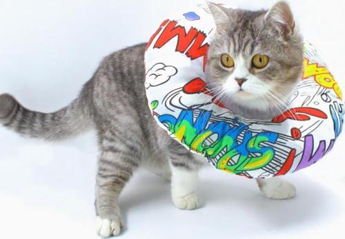 Kedi Köpek Yakalık Renkli Small No:4