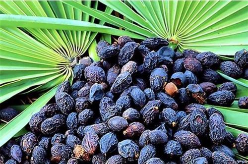 Cüce Palmiye Kurusu-Saw Palmetto Meyvesi 1 Kg