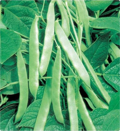 Çalı Fasulye Tohumu 50 Gr