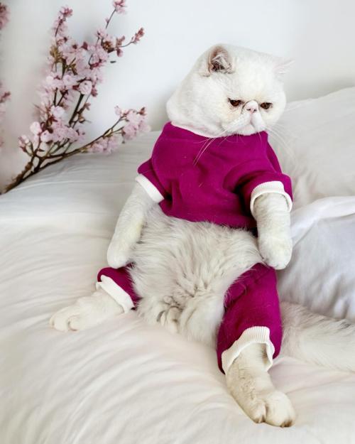 Foxie Polar Kedi Tulum Pijama