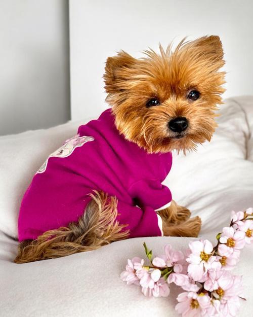 Foxie Polar Köpek Tulum Pijama