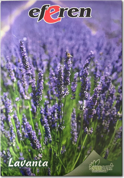 Lavanta Tohumu - Çok Yıllık Aromatik Parfüm ve Kozmetik Endüstrisi İçin İdeal