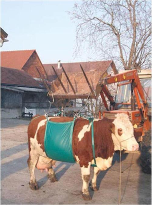 Inek Sığır Kaldırma Aparatı Bezi 1000 Kg