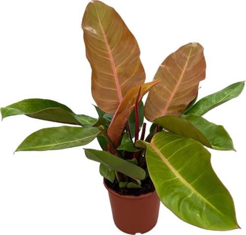 Philodendron 'Prince of Orange'