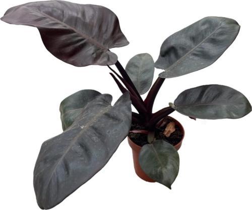 Philodendron 'Black Cardinal'