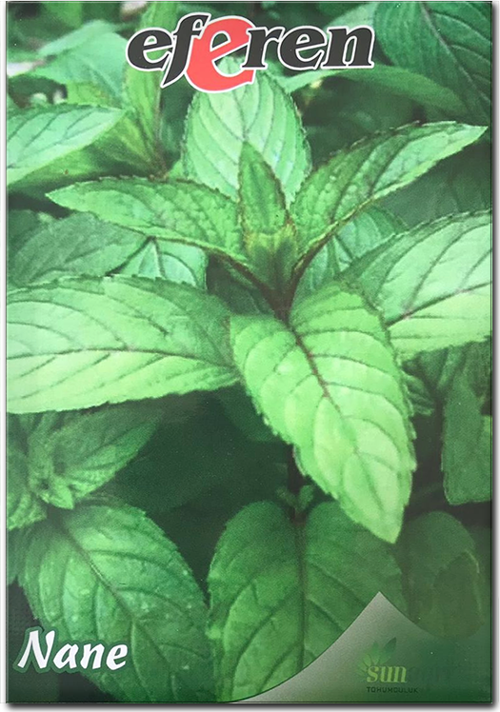 Sunagri Nane Tohumu - Aromatik, Tıbbi Özellikli, Çok Yıllık, Kolay Yetiştirilir