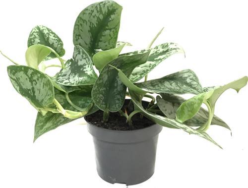 Scindapsus Pictus 'Exotica' (Potos Sarmaşığı)