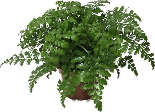 Asplenium Parvati