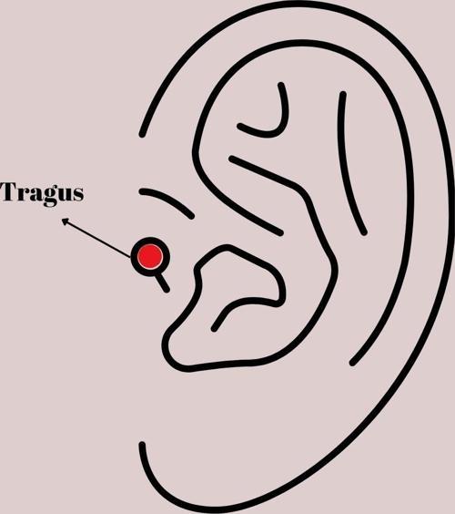 Zarif Kadın için Silver Çelik Zirkonlu Yaprak Tragus Piercing