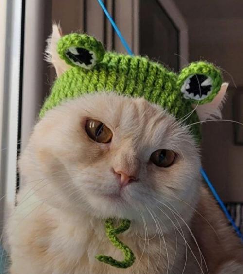 Sevimli Kurbağa Kedi Şapka & Başlık Aksesuarı, El Örgüsü,Evcil Hayvan Aksesuar
