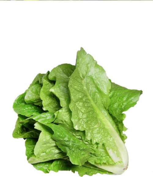 Yedikule Marul Tohumu 10 Gr