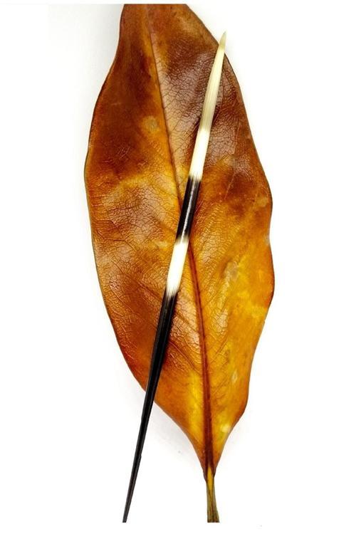 Kirpi Dikeni-Kirpi Oku- Büyük Boy (21-26 Cm)-Rölyef Sanatına Uygun