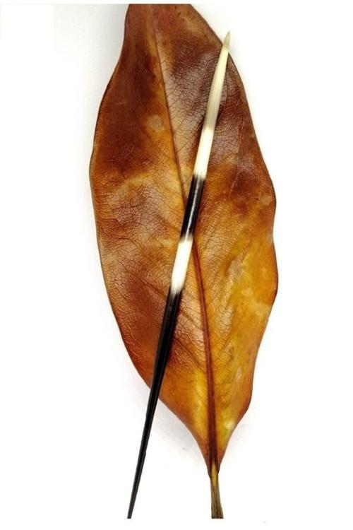 Kirpi Dikeni-Kirpi Oku-Orta Boy (15-19.99Cm Arası) 1 Adet-Rölyef Sanatına Uygun