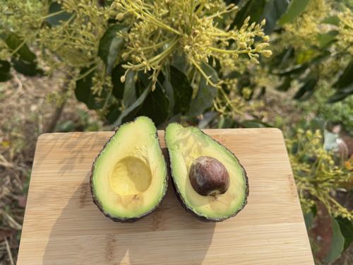 Hass Avokado - Doğallığın ve Lezzetin Saf Hali (KG) (100 gram - 150 gram)